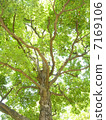 Camphor tree 7169106