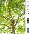 Camphor tree 7169107