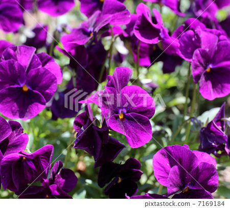 Pansy Pansy 7169184