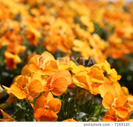 Pansy Pansy 7169185
