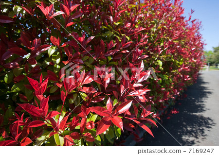 春天的圖案 7169247