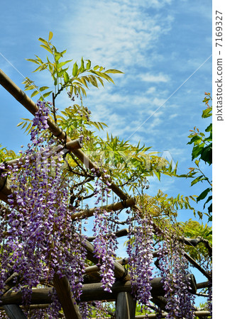 Wisteria of Kameido Tenman-gu (2013.4) 7169327