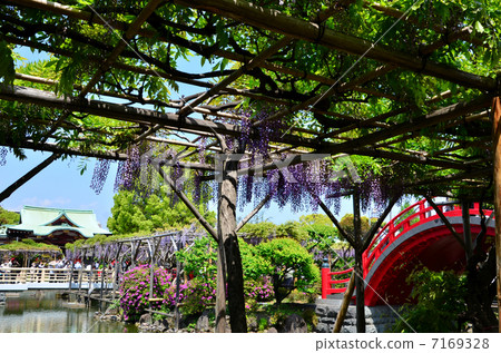 Wisteria of Kameido Tenman-gu (2013.4) 7169328
