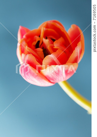 nice tulip nice tulip 7169505