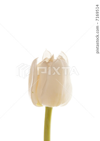 nice tulip 7169514