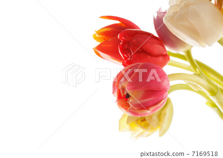 nice tulip nice tulip 7169518