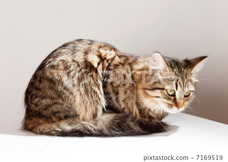 cat relaxes and dreams cat relaxes and dreams 7169519