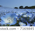 Nemophila 7169845