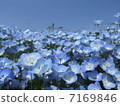 Nemophila 7169846