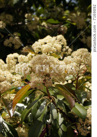 Kaname Memochi Kaname Memochi 7169892