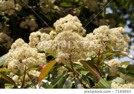 Kaname Memochi Kaname Memochi 7169893