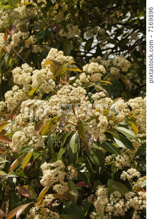 Kaname Memochi Kaname Memochi 7169896