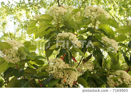 Kaname-mochi·白花和嫩葉 Kaname-mochi·白花和嫩葉 7169905