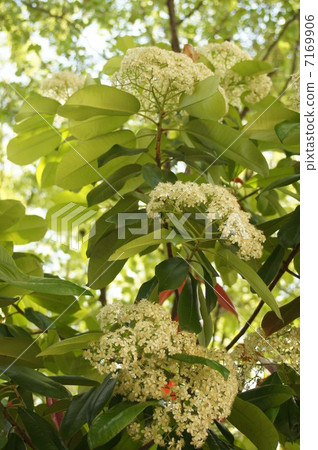 Kaname-mochi·白花和嫩葉 7169906