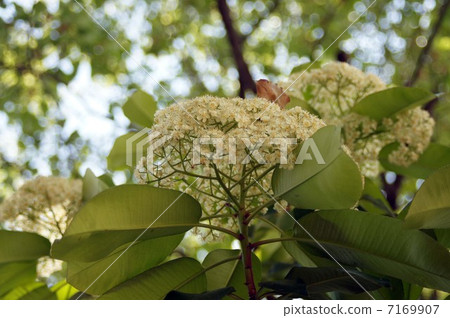 White flower of Kaname-mochi White flower of Kaname-mochi 7169907