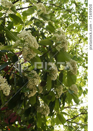 Kaname-mochi·白花和嫩葉 7169908