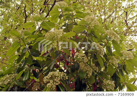 Kaname-mochi的花和幼葉開始開花 7169909