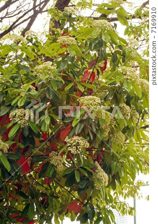 Kaname-mochi的花和幼葉開始開花 Kaname-mochi的花和幼葉開始開花 7169910