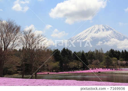 Fuji Shiba cherry-blossom Festival Fuji Shiba cherry-blossom Festival 7169936