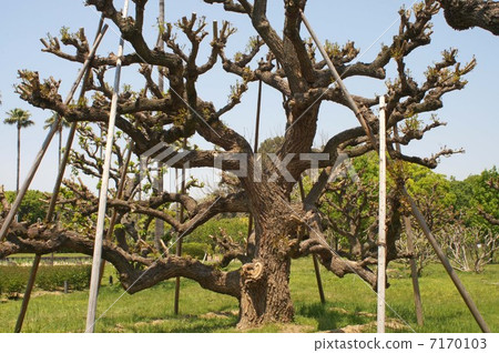 Budding of American Dego 7170103