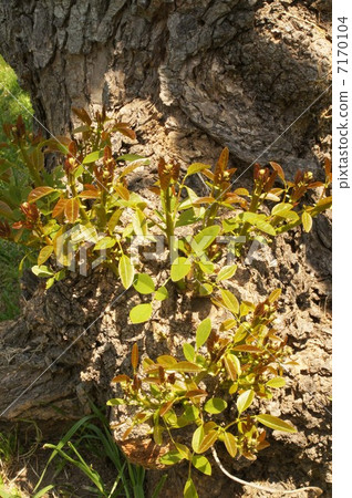 美國德戈的萌芽 7170104