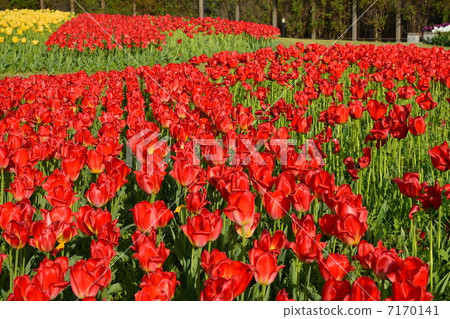 Awaji Island National Akashi Kaikyo Park 7170141