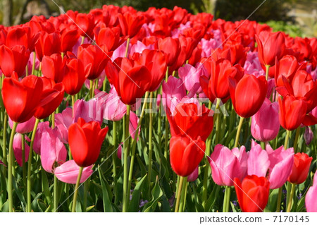 淡路島國立明石海峽公園 淡路島國立明石海峽公園 7170145