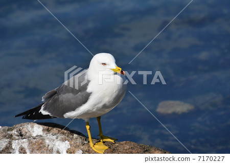 seagull 7170227