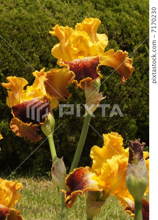 德國虹膜“密歇根驕傲”花 德國虹膜“密歇根驕傲”花 7170230