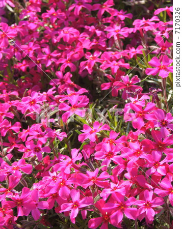 Shibazakura (pink) Shibazakura (pink) 7170326