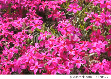 Shibazakura (pink) 7170327