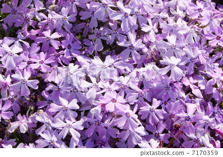 Shibazakura (light purple) Shibazakura (light purple) 7170359