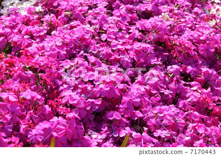 Shibazakura (pink) 7170443