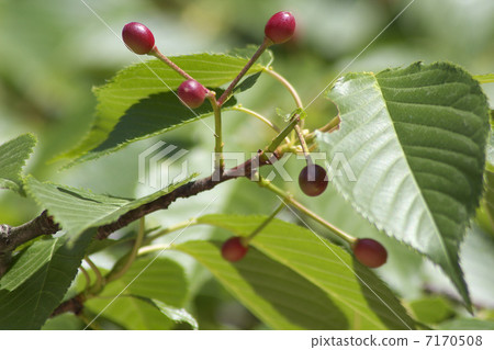 Yamazakura Young Fruit 7170508