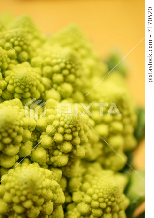 Romanesco 7170520