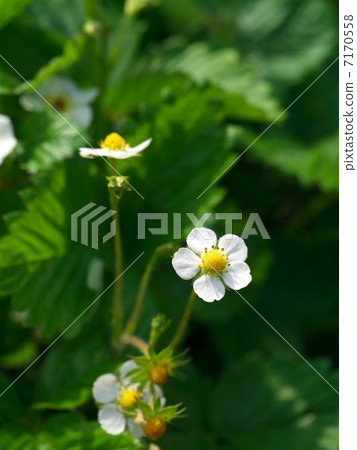 Wild strawberry flowers 7170558