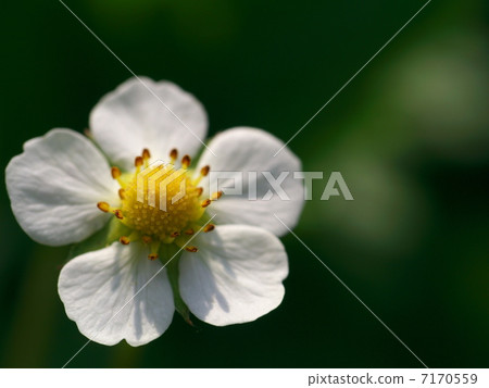 Wild strawberry flowers 7170559