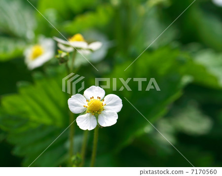 Wild strawberry flowers Wild strawberry flowers 7170560