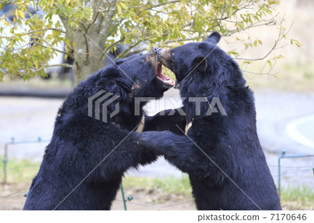 熊戰鬥 7170646