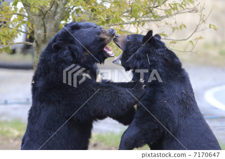 熊戰鬥 熊戰鬥 7170647