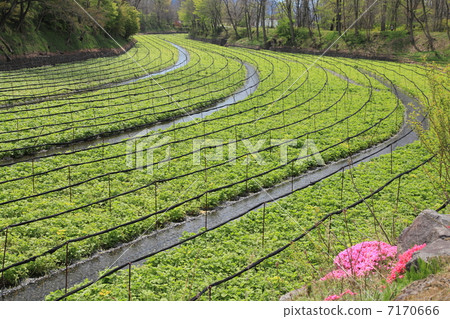 Wasabi field 7170666