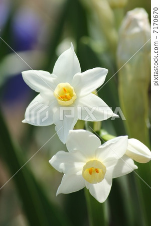Narcissus 7170670