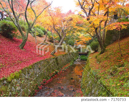 Autumn leaves Autumn leaves 7170733