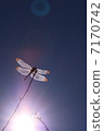 蜻蜓 7170742