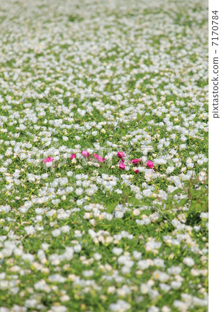 Matsuba button flower field 7170784