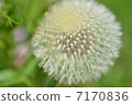 蒲公英·絨毛1 7170836