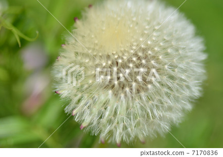 Dandelion · Fluff 1 Dandelion · Fluff 1 7170836