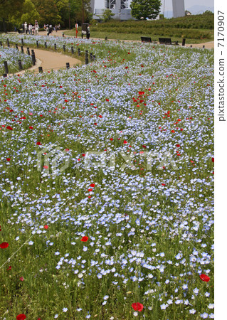 State-owned Kiso Mikawa Park Spring Flower Field 7170907