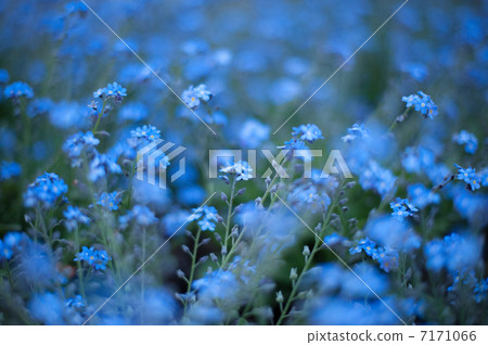 是lengusa（忘了草） 7171066