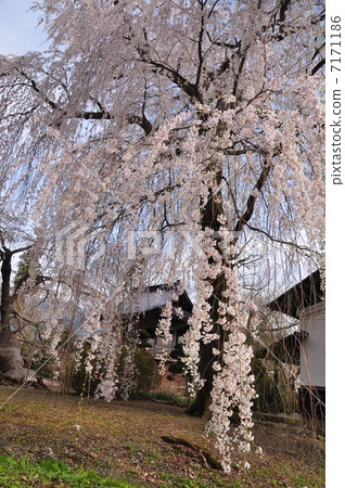 一棵燦爛的深棕色櫻花樹 7171186